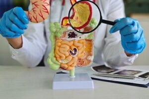 Understanding the Digestive System: How It Works and Common Issues